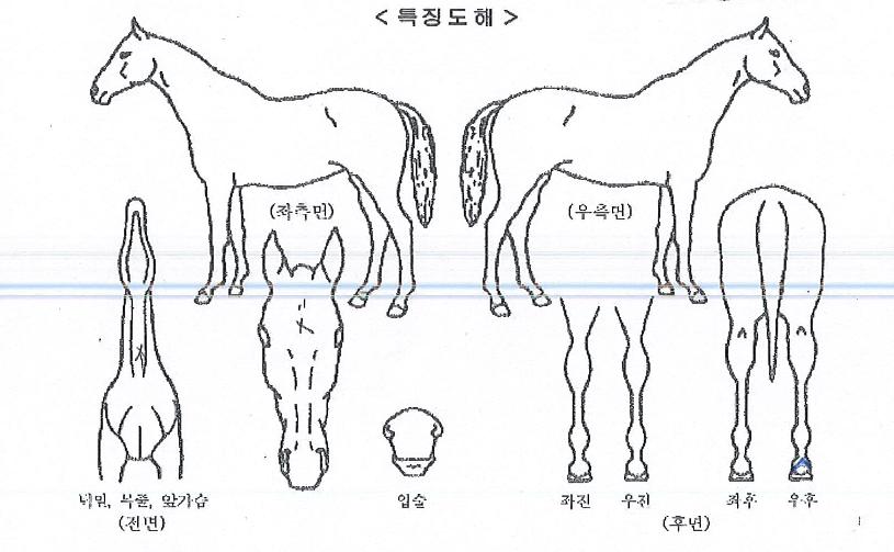 ������������ ����,���,�޸�,�λ�,�ٸ��� Ư¡����