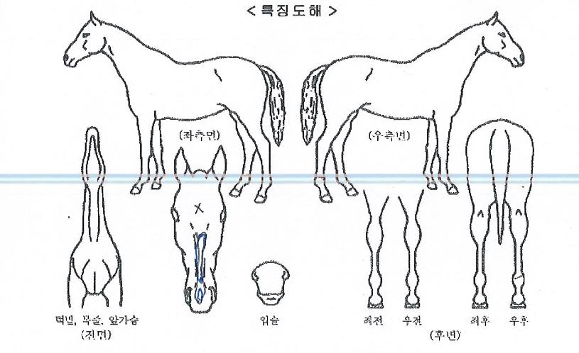 ¼ºÎèÇÁÀÇ Ãø¸é,¿ì¸é,µÞ¸é,µÎ»ó,´Ù¸®ÀÇ Æ¯Â¡µµÇØ