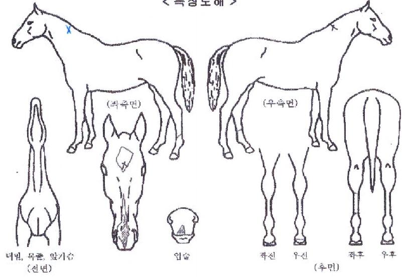 ����ĸƾ�� ����,���,�޸�,�λ�,�ٸ��� Ư¡����