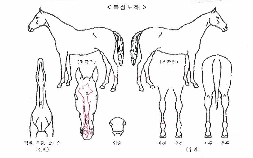 �̽����ڵ��� ����,���,�޸�,�λ�,�ٸ��� Ư¡����