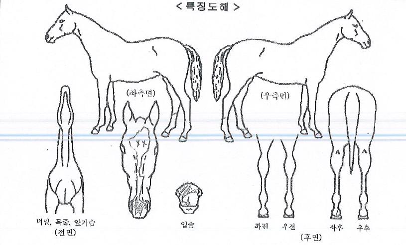 ÀÚÁ¸½É°øÁÖÀÇ Ãø¸é,¿ì¸é,µÞ¸é,µÎ»ó,´Ù¸®ÀÇ Æ¯Â¡µµÇØ