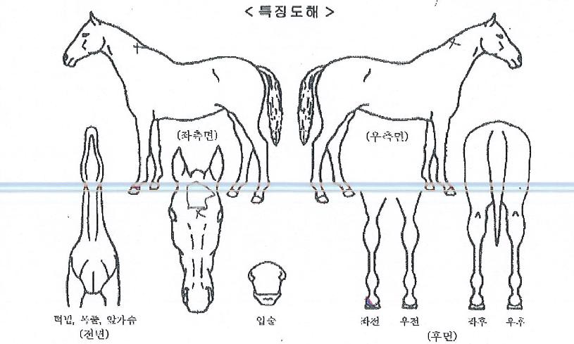 ����Ʈ����� ����,���,�޸�,�λ�,�ٸ��� Ư¡����