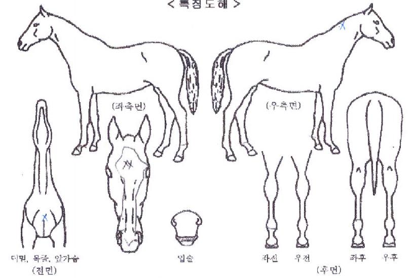 �����ظ��� ����,���,�޸�,�λ�,�ٸ��� Ư¡����