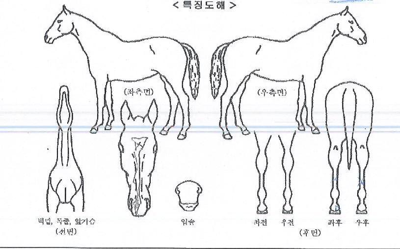 �߷������� ����,���,�޸�,�λ�,�ٸ��� Ư¡����