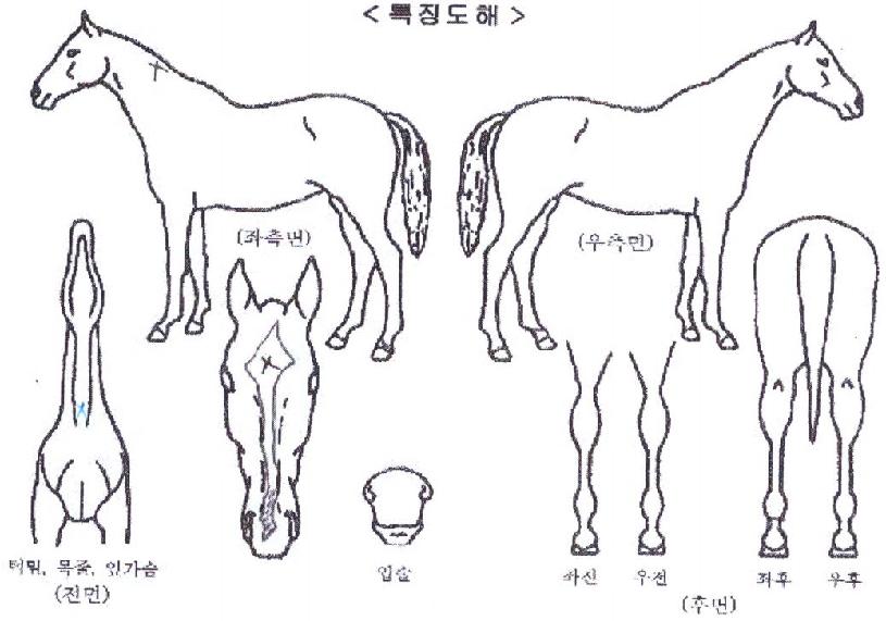 �׷���Ʈ�帲�� ����,���,�޸�,�λ�,�ٸ��� Ư¡����