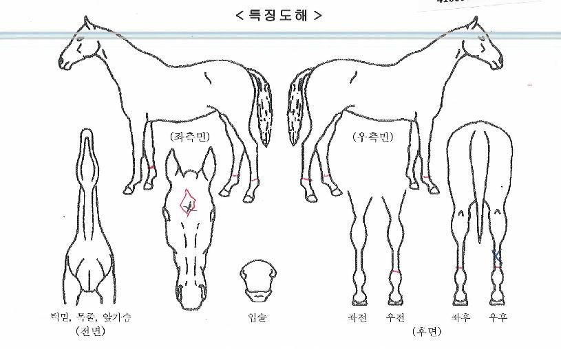 ¸ÓÁ¦½ºÆ½À§³ÊÀÇ Ãø¸é,¿ì¸é,µÞ¸é,µÎ»ó,´Ù¸®ÀÇ Æ¯Â¡µµÇØ