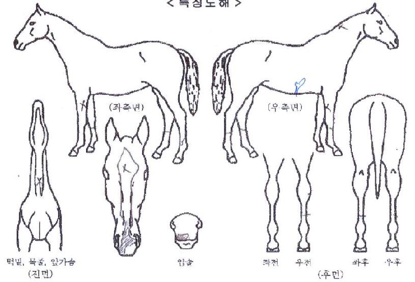 ·¹¸óµå·¡°ïÀÇ Ãø¸é,¿ì¸é,µÞ¸é,µÎ»ó,´Ù¸®ÀÇ Æ¯Â¡µµÇØ