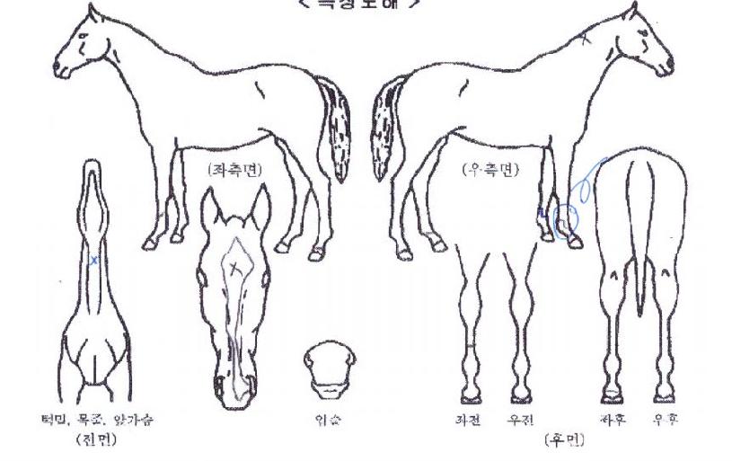 ��ٸ��¾��� ����,���,�޸�,�λ�,�ٸ��� Ư¡����