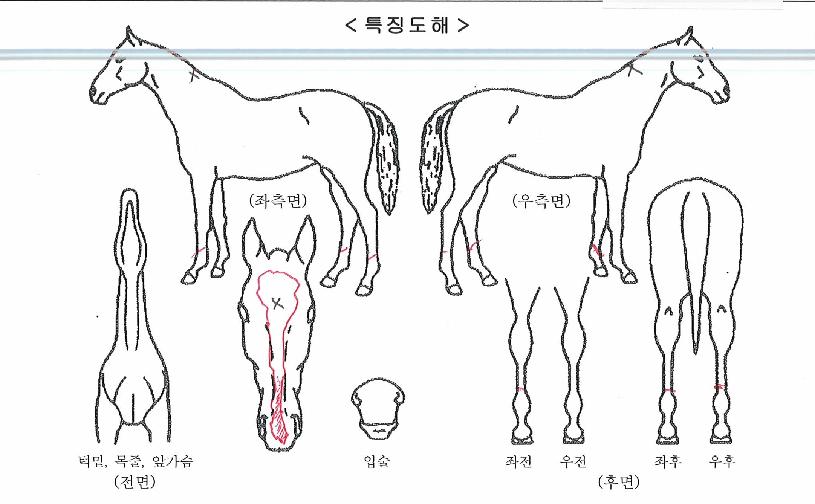 ·Î¿Ç÷¯½ºÀÇ Ãø¸é,¿ì¸é,µÞ¸é,µÎ»ó,´Ù¸®ÀÇ Æ¯Â¡µµÇØ