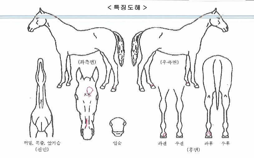 ��Ǫ�������� ����,���,�޸�,�λ�,�ٸ��� Ư¡����