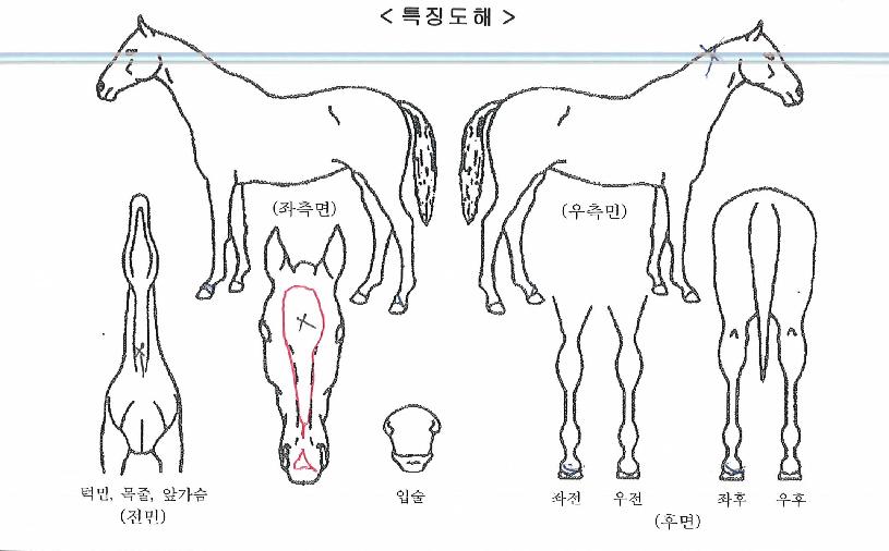 �ο�����Ʈ�� ����,���,�޸�,�λ�,�ٸ��� Ư¡����