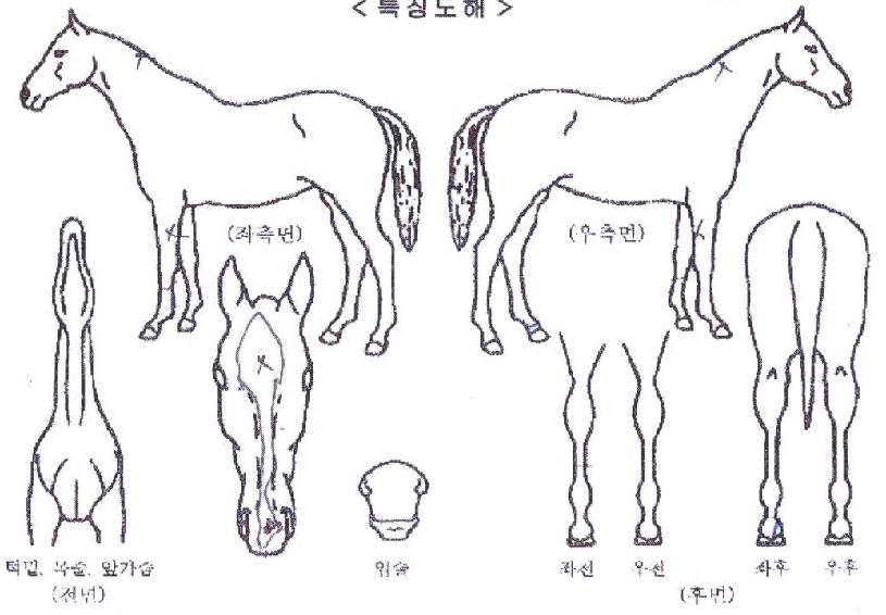 ½Â¸®ÆÄƼÀÇ Ãø¸é,¿ì¸é,µÞ¸é,µÎ»ó,´Ù¸®ÀÇ Æ¯Â¡µµÇØ