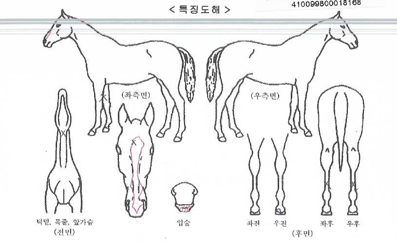 ÄÉ·¹¸£ÀÇ Ãø¸é,¿ì¸é,µÞ¸é,µÎ»ó,´Ù¸®ÀÇ Æ¯Â¡µµÇØ