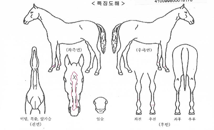 ���罺���� ����,���,�޸�,�λ�,�ٸ��� Ư¡����