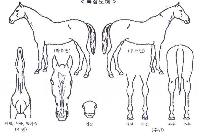 È÷Æ®»è½ºÀÇ Ãø¸é,¿ì¸é,µÞ¸é,µÎ»ó,´Ù¸®ÀÇ Æ¯Â¡µµÇØ