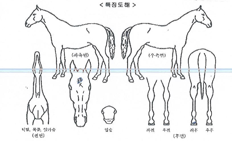 Å©¶ó¿îÀ̱ÛÀÇ Ãø¸é,¿ì¸é,µÞ¸é,µÎ»ó,´Ù¸®ÀÇ Æ¯Â¡µµÇØ