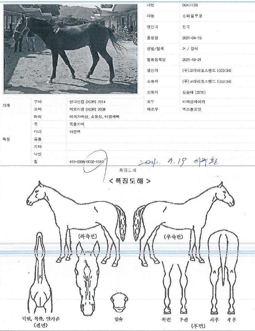 ½´ÆÛºí·ç¹®ÀÇ Ãø¸é,¿ì¸é,µÞ¸é,µÎ»ó,´Ù¸®ÀÇ Æ¯Â¡µµÇØ