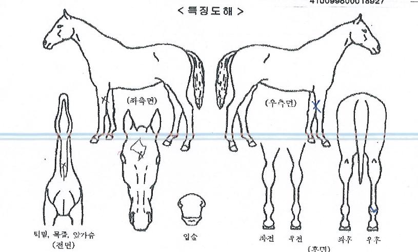 ¿ø´õÇ®·ÎµåÀÇ Ãø¸é,¿ì¸é,µÞ¸é,µÎ»ó,´Ù¸®ÀÇ Æ¯Â¡µµÇØ