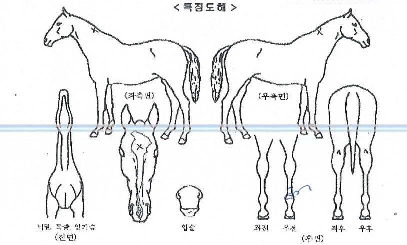 ¿ø´õǮŬ·¡½ÃÀÇ Ãø¸é,¿ì¸é,µÞ¸é,µÎ»ó,´Ù¸®ÀÇ Æ¯Â¡µµÇØ