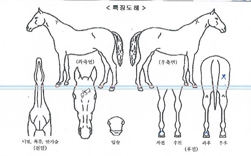 ���ϰ��� ����,���,�޸�,�λ�,�ٸ��� Ư¡����