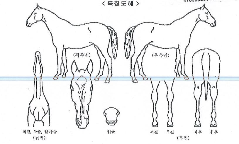 ¸Æ½º°ñµåÀÇ Ãø¸é,¿ì¸é,µÞ¸é,µÎ»ó,´Ù¸®ÀÇ Æ¯Â¡µµÇØ