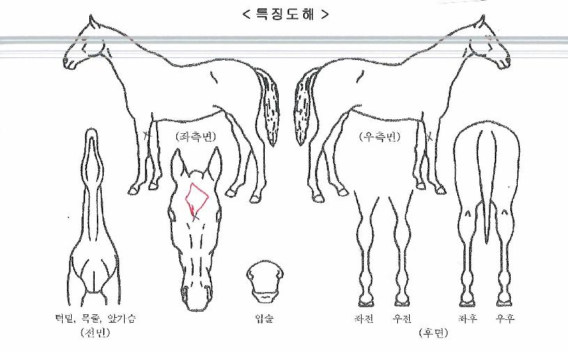 ������ ����,���,�޸�,�λ�,�ٸ��� Ư¡����