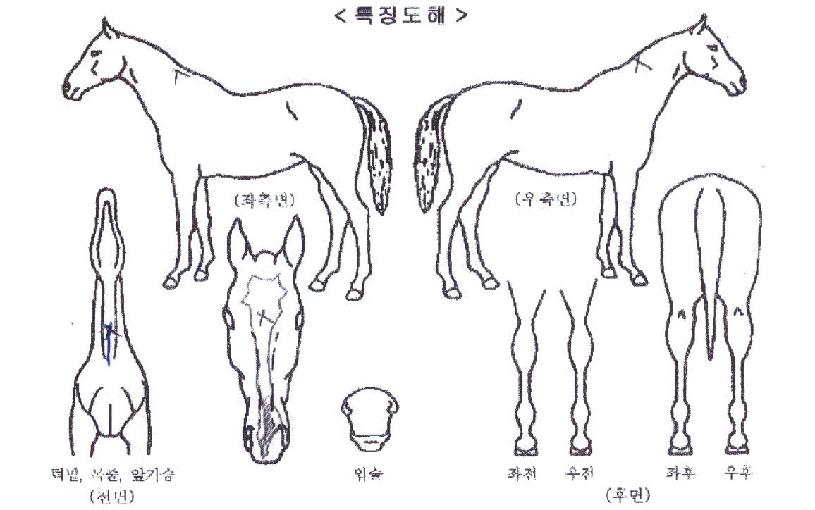 ´ÚÅÍĸƾÀÇ Ãø¸é,¿ì¸é,µÞ¸é,µÎ»ó,´Ù¸®ÀÇ Æ¯Â¡µµÇØ