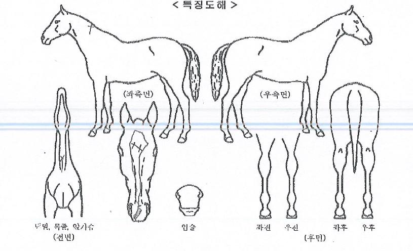 ���������� ����,���,�޸�,�λ�,�ٸ��� Ư¡����