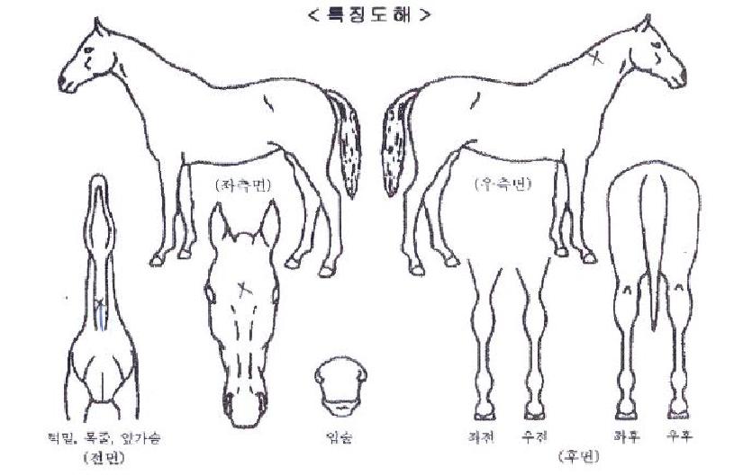 Â÷¹Ö¿¡À̽ºÀÇ Ãø¸é,¿ì¸é,µÞ¸é,µÎ»ó,´Ù¸®ÀÇ Æ¯Â¡µµÇØ