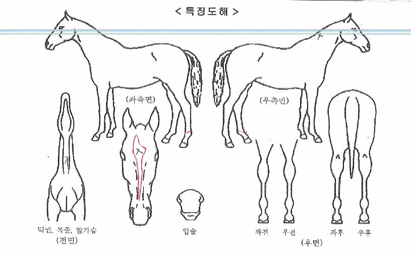 »ï¾Ö¹øÂ½ÀÇ Ãø¸é,¿ì¸é,µÞ¸é,µÎ»ó,´Ù¸®ÀÇ Æ¯Â¡µµÇØ