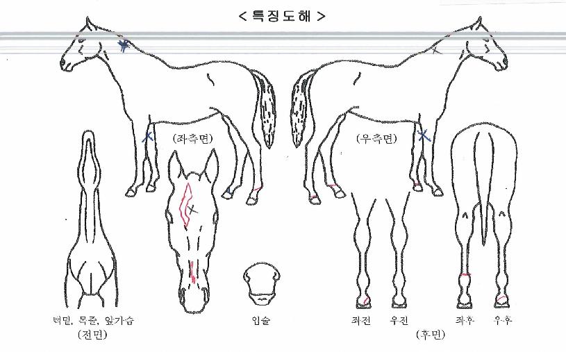 ����Ǯ���Ǹ��� ����,���,�޸�,�λ�,�ٸ��� Ư¡����