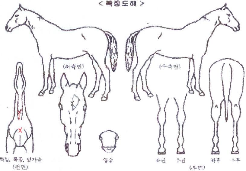 ±Ý¾ÆÇÁ¸®½ÃµåÀÇ Ãø¸é,¿ì¸é,µÞ¸é,µÎ»ó,´Ù¸®ÀÇ Æ¯Â¡µµÇØ