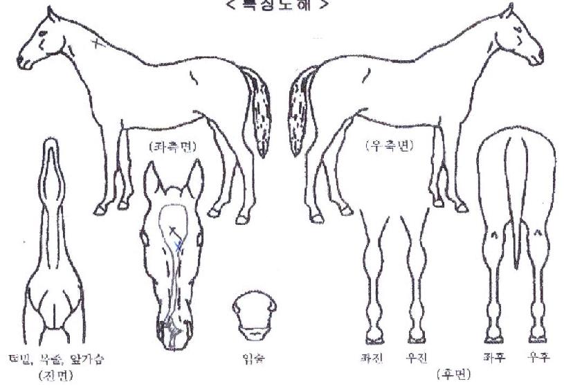 ����Ǯ������ ����,���,�޸�,�λ�,�ٸ��� Ư¡����