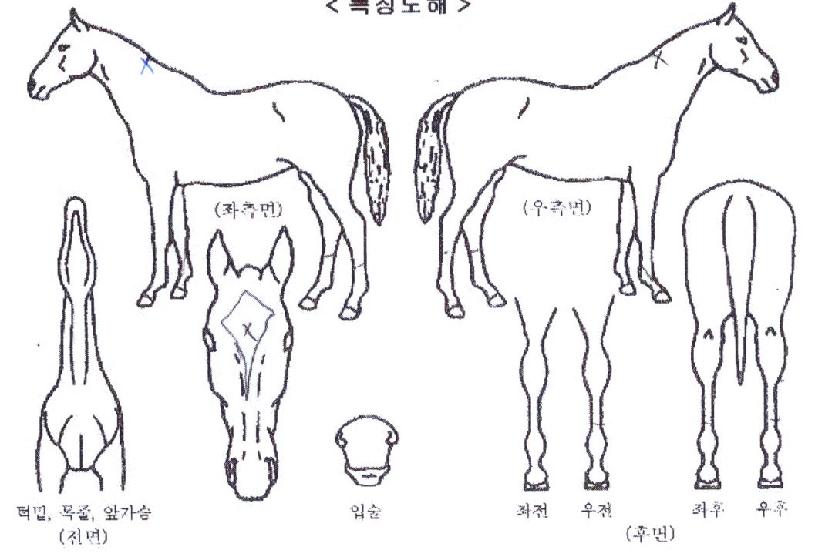 Ȳ�ݹ����� ����,���,�޸�,�λ�,�ٸ��� Ư¡����