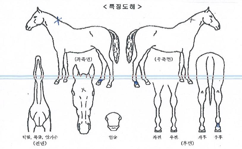 �������������� ����,���,�޸�,�λ�,�ٸ��� Ư¡����