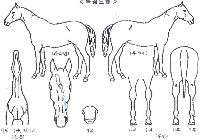 ¹Ùº§µå¸®¹ÌÀÇ Ãø¸é,¿ì¸é,µÞ¸é,µÎ»ó,´Ù¸®ÀÇ Æ¯Â¡µµÇØ