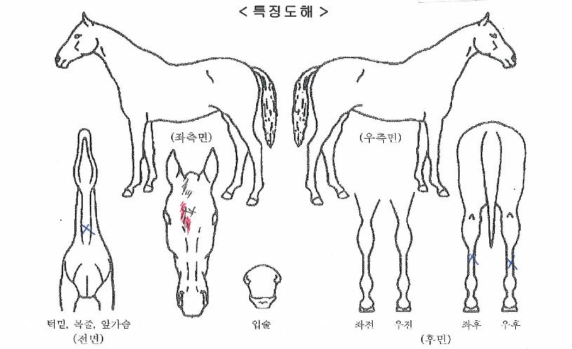 ���������� ����,���,�޸�,�λ�,�ٸ��� Ư¡����