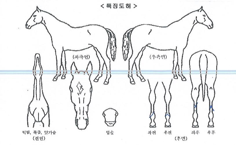 ¼¼¸í°í½ºÆ®ÀÇ Ãø¸é,¿ì¸é,µÞ¸é,µÎ»ó,´Ù¸®ÀÇ Æ¯Â¡µµÇØ