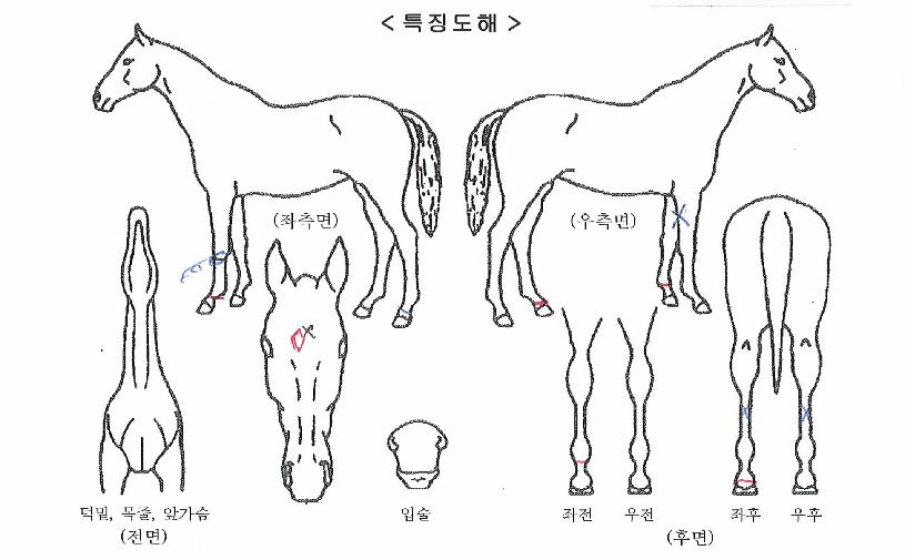 ûÆÄÀDzÞÀÇ Ãø¸é,¿ì¸é,µÞ¸é,µÎ»ó,´Ù¸®ÀÇ Æ¯Â¡µµÇØ