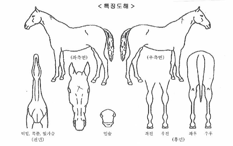 ÃÊÀΰŸÀÇ Ãø¸é,¿ì¸é,µÞ¸é,µÎ»ó,´Ù¸®ÀÇ Æ¯Â¡µµÇØ