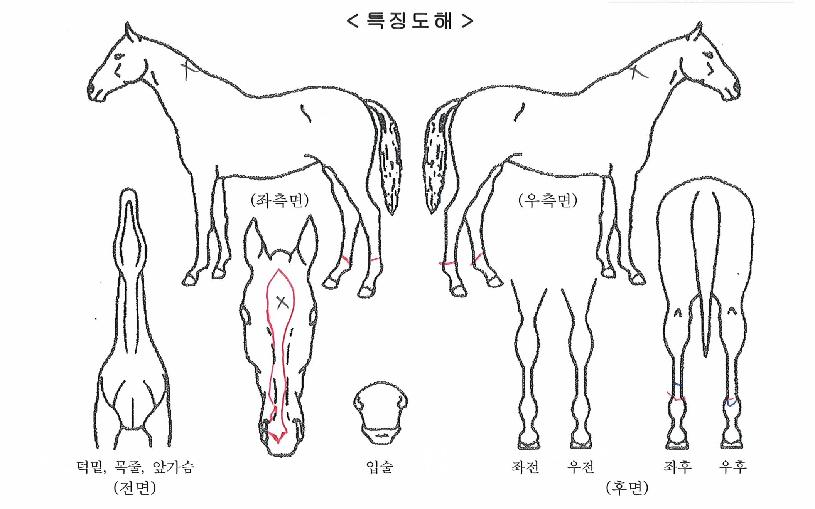 °ñµçº¼ÀÇ Ãø¸é,¿ì¸é,µÞ¸é,µÎ»ó,´Ù¸®ÀÇ Æ¯Â¡µµÇØ