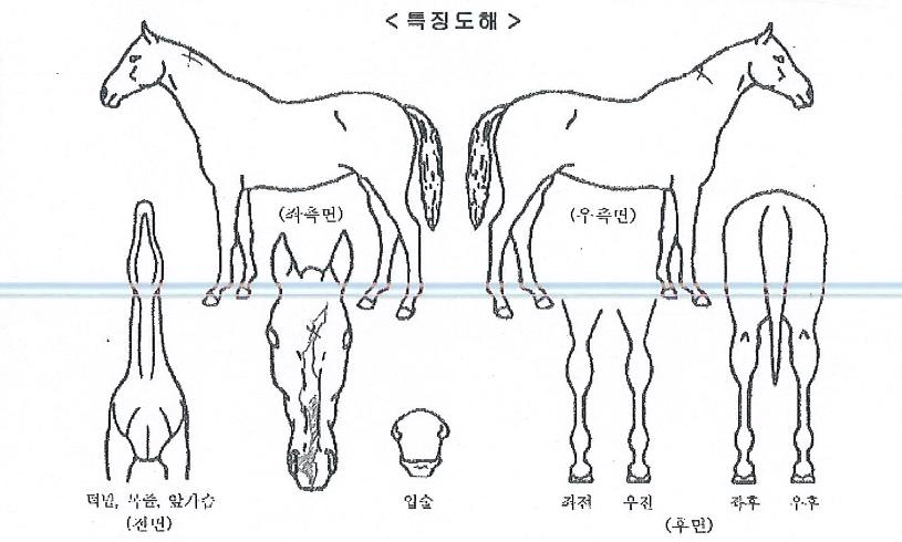 õ����� ����,���,�޸�,�λ�,�ٸ��� Ư¡����