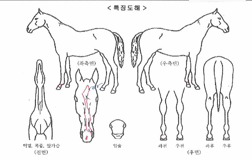 ����ģ���� ����,���,�޸�,�λ�,�ٸ��� Ư¡����