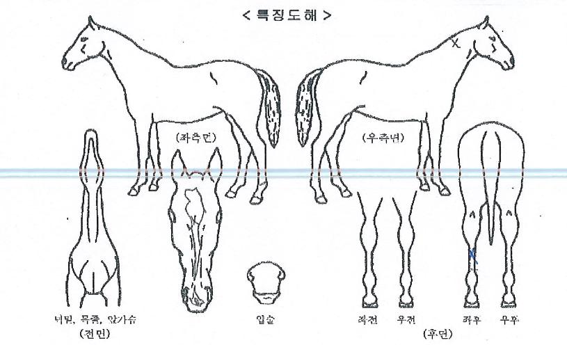 »çÇ϶ó½Ã½ºÀÇ Ãø¸é,¿ì¸é,µÞ¸é,µÎ»ó,´Ù¸®ÀÇ Æ¯Â¡µµÇØ