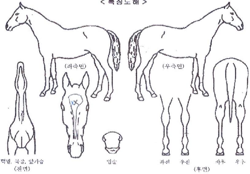 ����������� ����,���,�޸�,�λ�,�ٸ��� Ư¡����