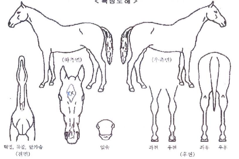 ���͵巡���� ����,���,�޸�,�λ�,�ٸ��� Ư¡����