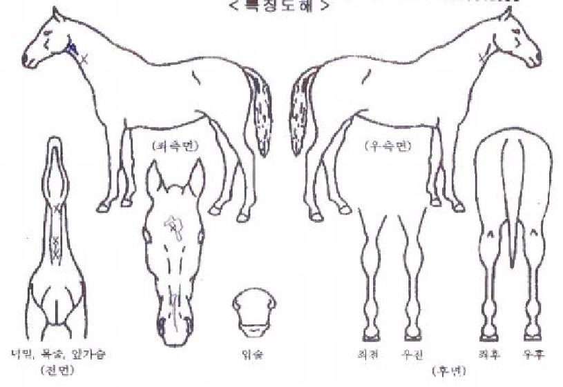 ¹Ì½ºÅ©·Î¿ìÀÇ Ãø¸é,¿ì¸é,µÞ¸é,µÎ»ó,´Ù¸®ÀÇ Æ¯Â¡µµÇØ