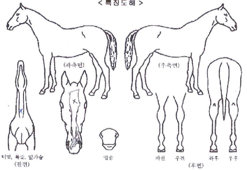 佺ÄýÀÇ Ãø¸é,¿ì¸é,µÞ¸é,µÎ»ó,´Ù¸®ÀÇ Æ¯Â¡µµÇØ