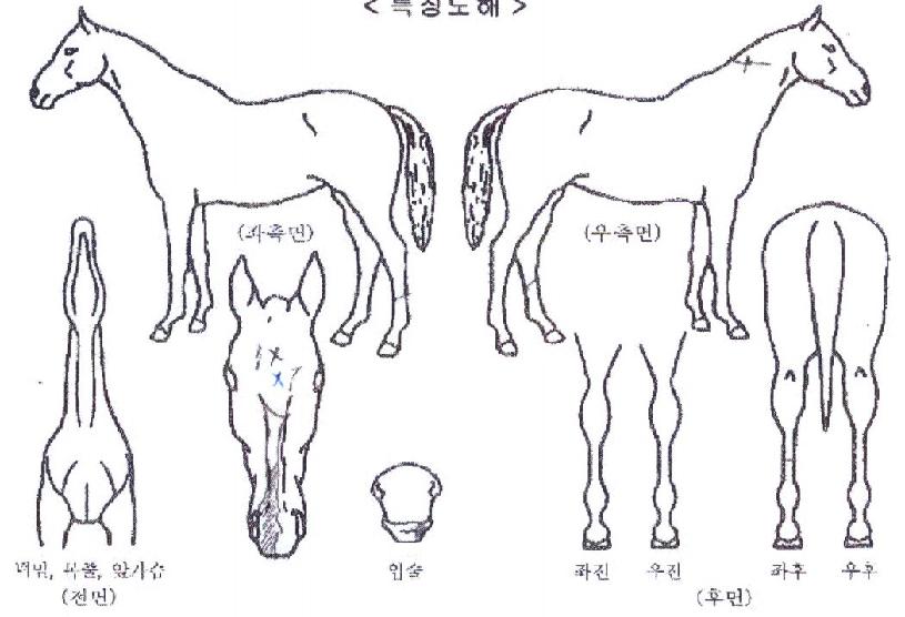 ����õ���� ����,���,�޸�,�λ�,�ٸ��� Ư¡����