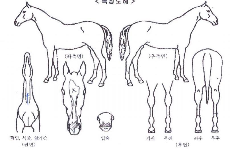 ������������ ����,���,�޸�,�λ�,�ٸ��� Ư¡����